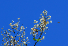 Senegalia polyphylla