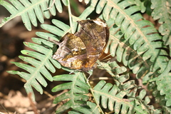 Consul fabius cecrops