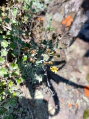 Senecio hederiformis