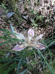 Iris fernaldii