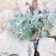 Senecio hederiformis