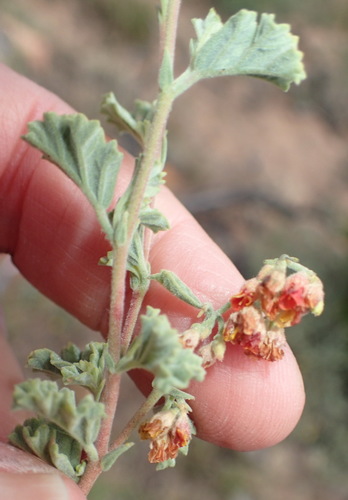 Image of Hermannia holosericea by (c) Nicola van Berkel, some rights reserved (CC BY-SA)