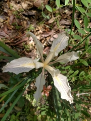 Iris fernaldii