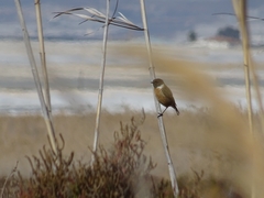 Saxicola rubicola