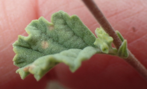 Image of Hermannia holosericea by (c) Nicola van Berkel, some rights reserved (CC BY-SA)