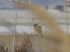 Saxicola rubicola