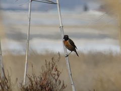 Saxicola rubicola