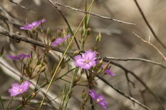 Thysanotus tuberosus tuberosus