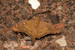 Ectomis octomaculata