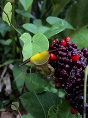 Aristolochia birostris