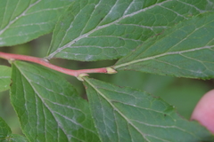 Vaccinium smallii