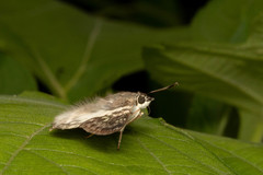 Polyctor polyctor