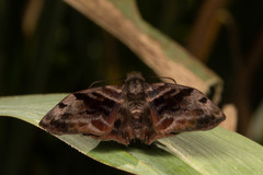 Ebrietas