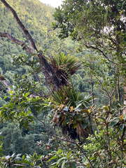 Glomeropitcairnia penduliflora