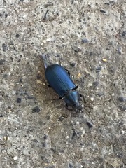 Platycerus oregonensis