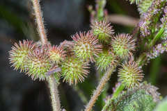 Triumfetta bogotensis