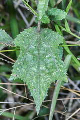 Triumfetta bogotensis