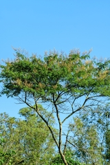 Senegalia polyphylla