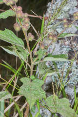 Triumfetta bogotensis