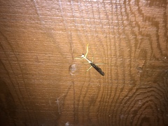 Stagmomantis carolina