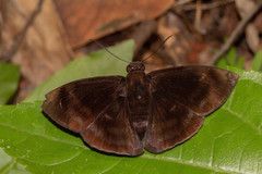 Aethilla echina