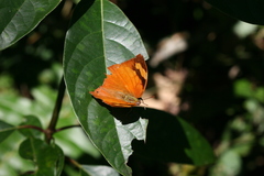 Fountainea eurypyle confusa