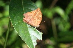 Fountainea eurypyle confusa