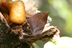 Fountainea eurypyle confusa