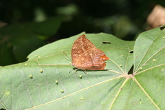 Fountainea eurypyle confusa