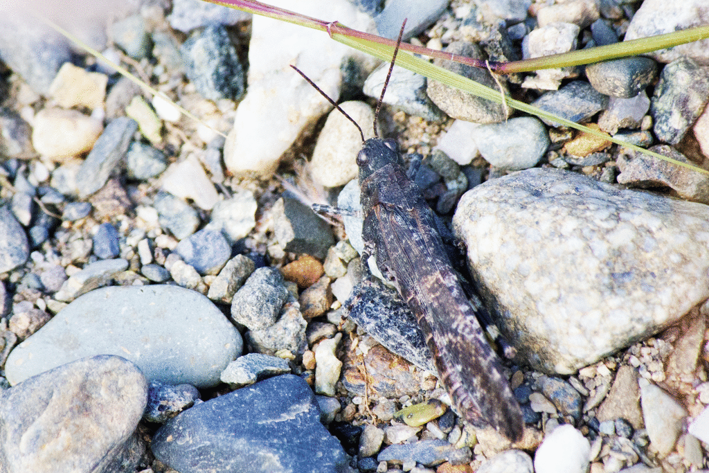 Trimerotropini from Orford, QC, Canada on September 17, 2011 at 0227