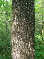 Fraxinus quadrangulata