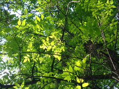Fraxinus quadrangulata