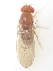 Drosophila tripunctata