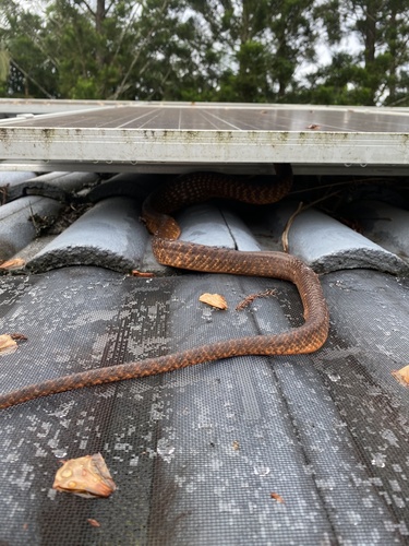 Brown Tree Snake sighting