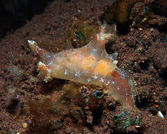 Plocamopherus