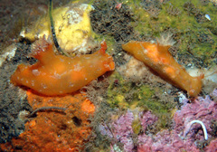 Plocamopherus