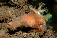 Plocamopherus