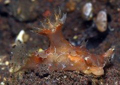 Plocamopherus