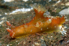 Plocamopherus