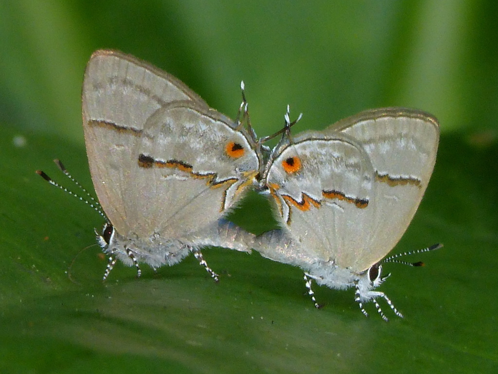 Strephonotina