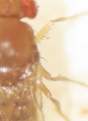 Drosophila tripunctata