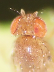 Drosophila tripunctata