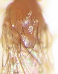 Drosophila tripunctata