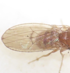 Drosophila tripunctata
