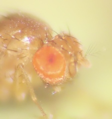 Drosophila tripunctata