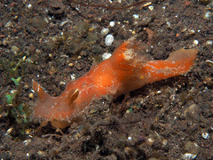 Plocamopherus