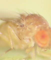 Drosophila tripunctata