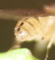 Drosophila tripunctata