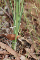 Lomandra decomposita