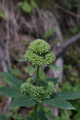 Hylotelephium verticillatum